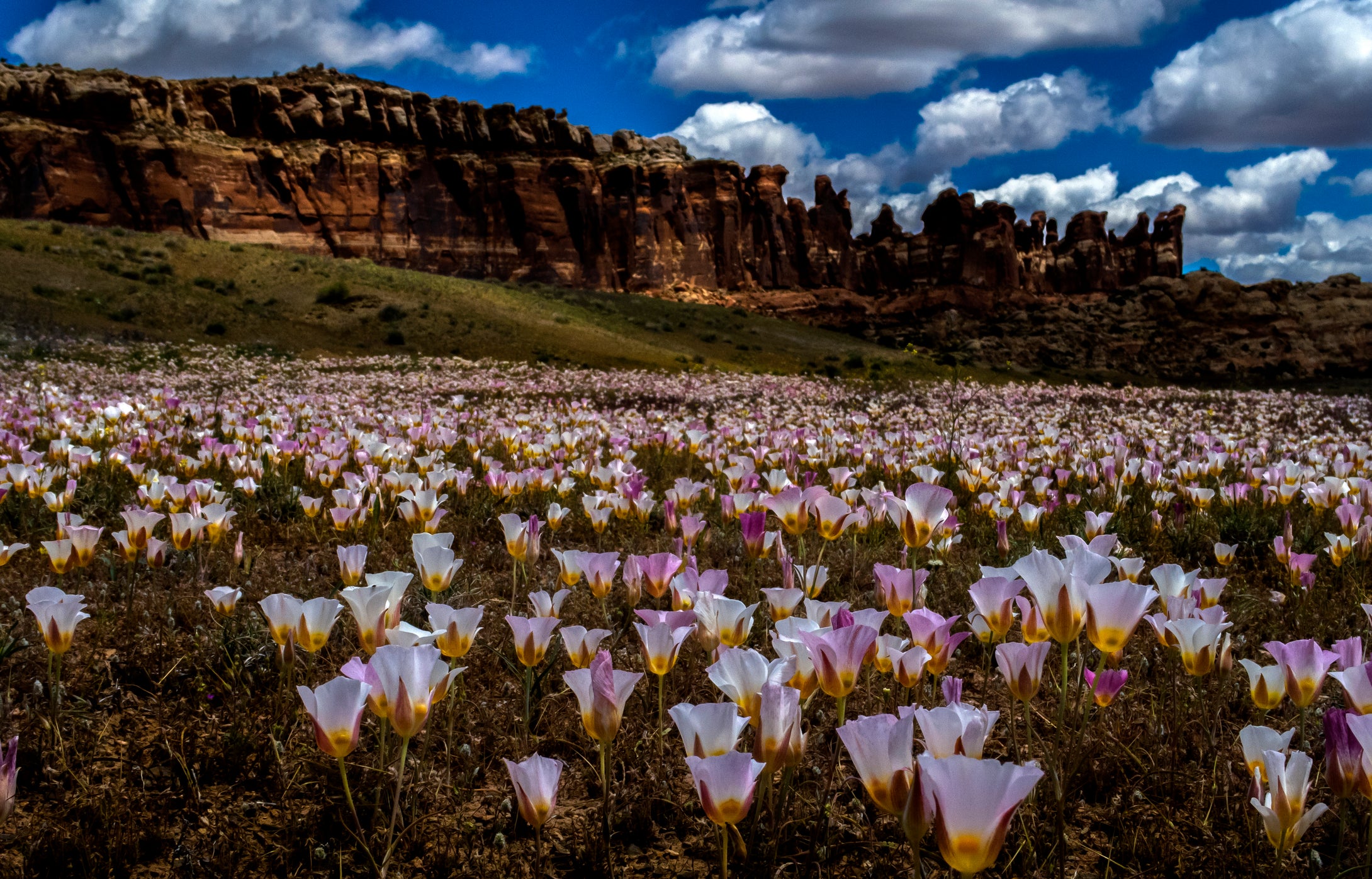 Desert Blooms  Little Salt Valley  Utah