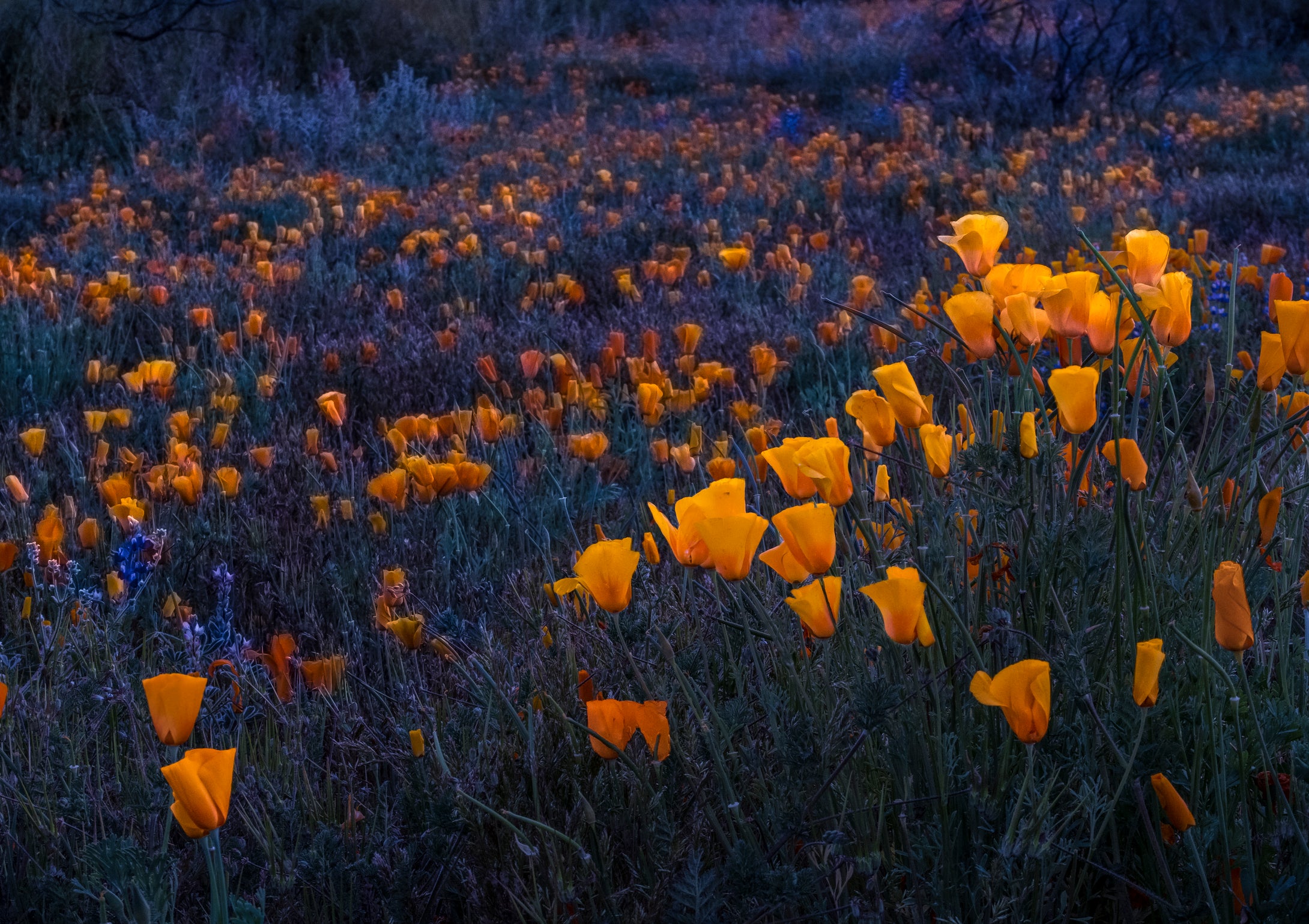 Glowing Poppies                                  Peridot Mesa   Globe Arizona