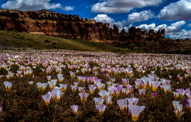 Sego Lillies  Arches National Park Utah