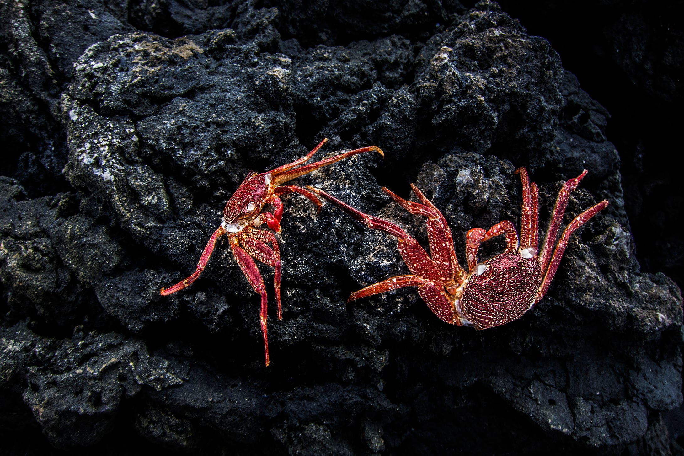 Red Spotted Crab