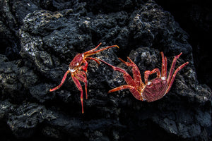 Red Spotted Crab