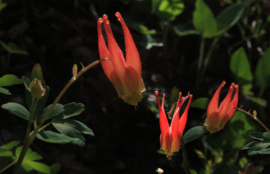 Western Red Columbines