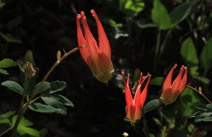 Western Red Columbines