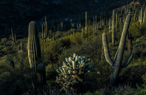 Cholla and Teddy Bear Cactus Sunset  Arizona