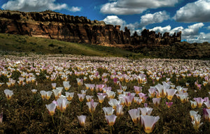 Blooming Sego Lillies Salt Valley Road Utah