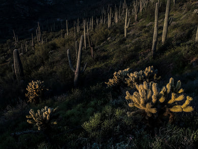 Teddy Bear Cactus Grove  Superior  Arizona