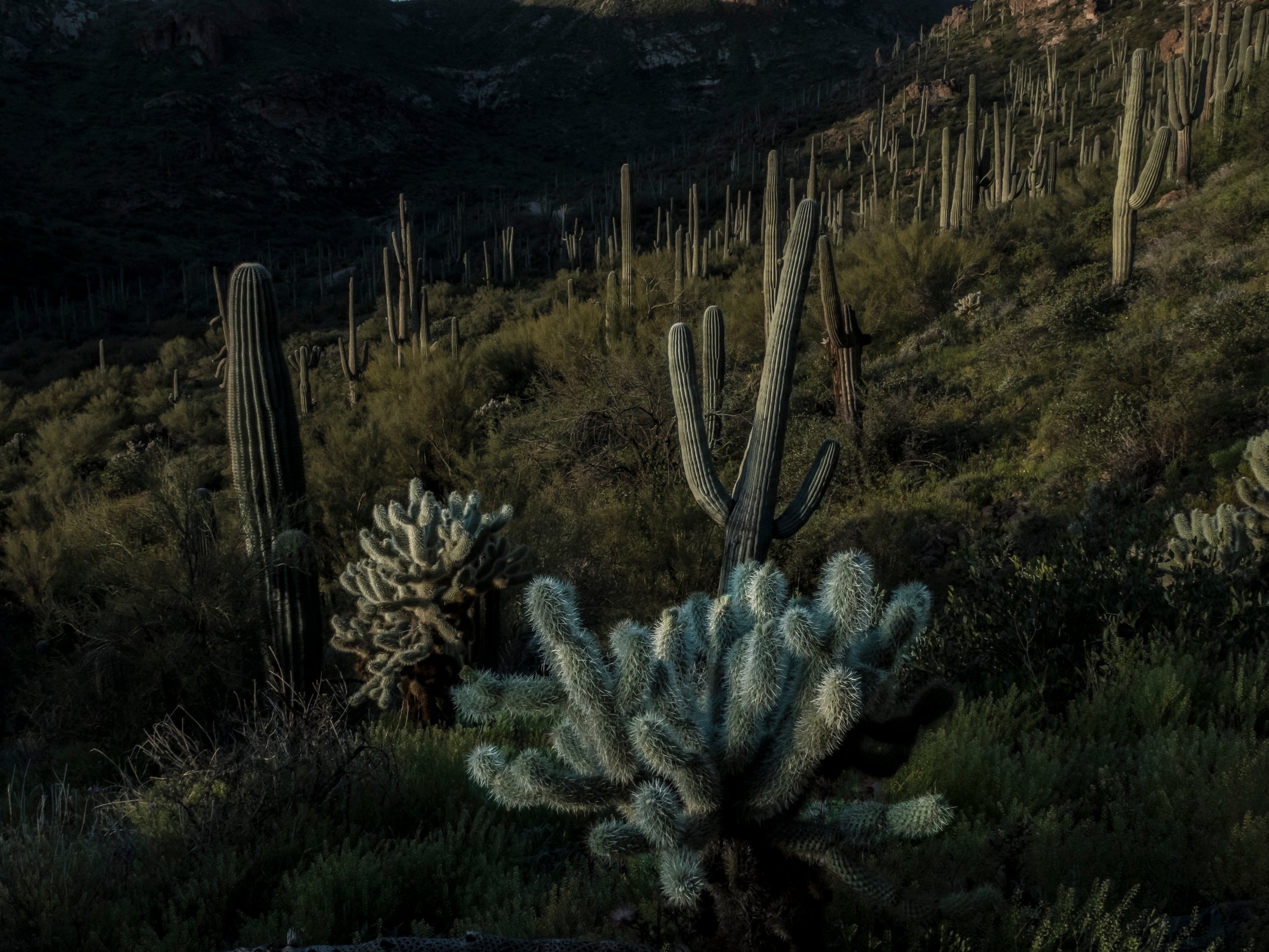 Teddy Bear Cholla Cactus Sunset  Arizona