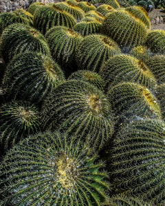 Thorny Watermelon Cactus