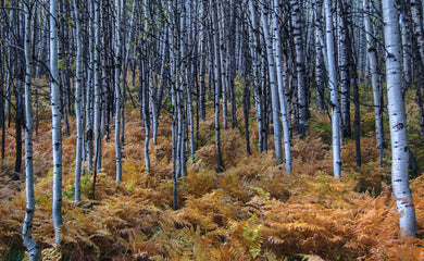 Forest and Ferns on Kebler Pass  Colorado