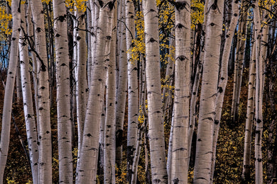 White Aspen Grove      Vail Pass  Colorado