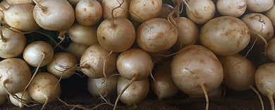 White Turnips