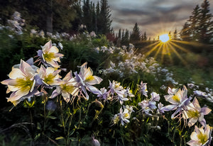 Columbine Sunset  Gardiner Lake  Colorado