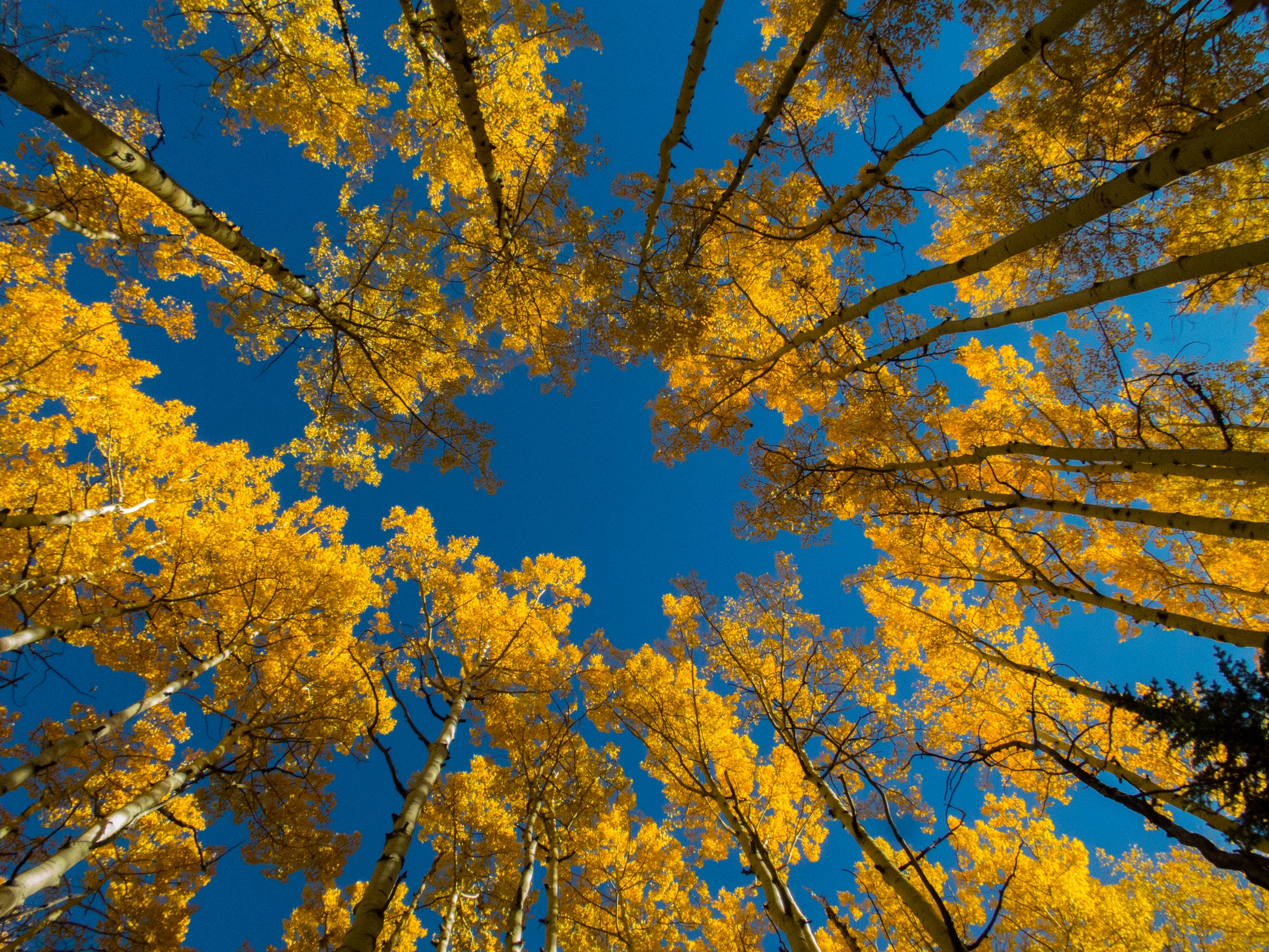 Blue Skies    Golden Aspens